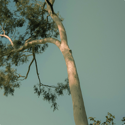 St. Francis Park Ivanhoe East